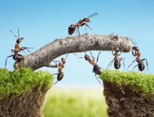 Harnessing the Power of Teamwork