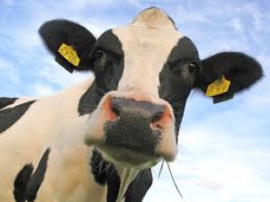 Married A Wife, Bought A Cow